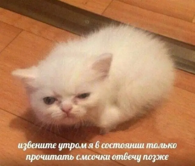 Забавные скриншоты из соцсетей