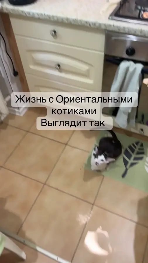 Жизнь с ориентальными котиками