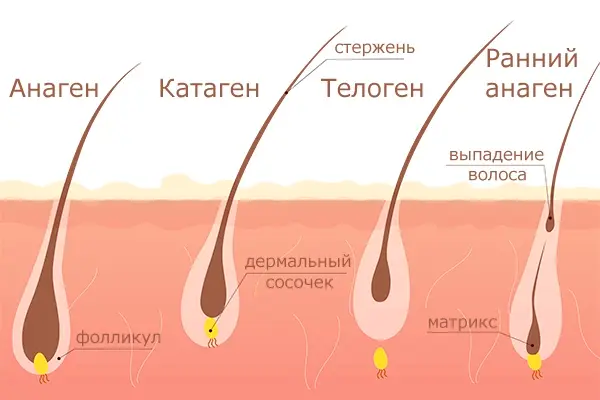 Скорость роста волос от чего зависит и как ускорить процесс