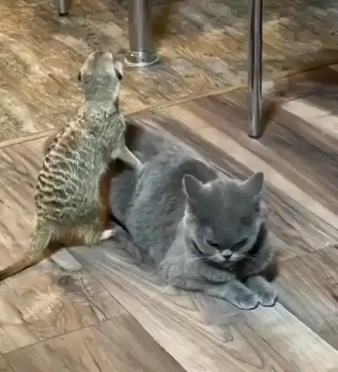 Да купите уже коту нормальную чесалку