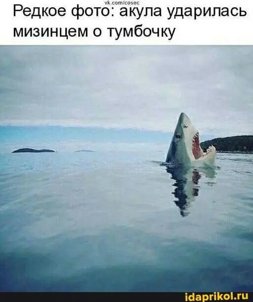 Эти картинки проверят вашу способность сохранять серьёзное лицо