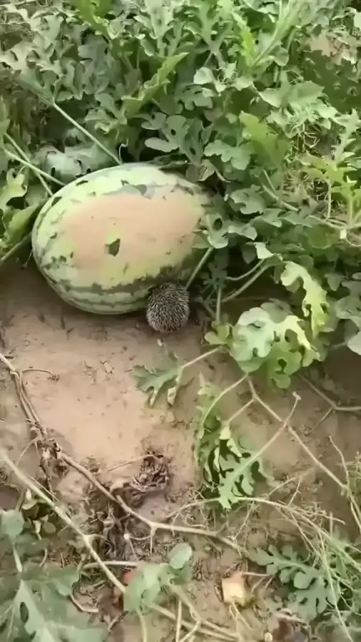Это что за лапуленька