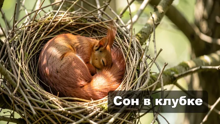 Как спят белки и почему это устроено хитрее, чем кажется