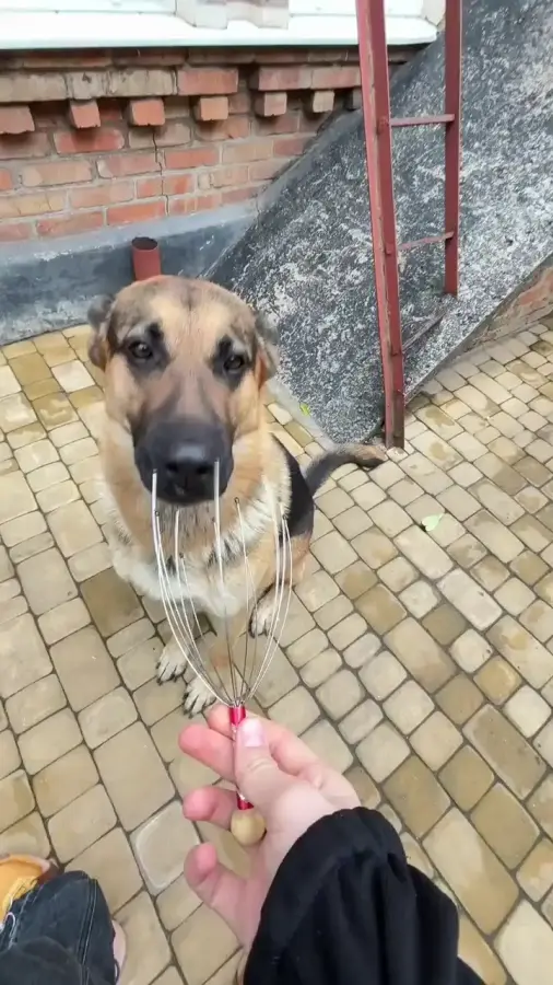 Как же хвостатый балдеет)