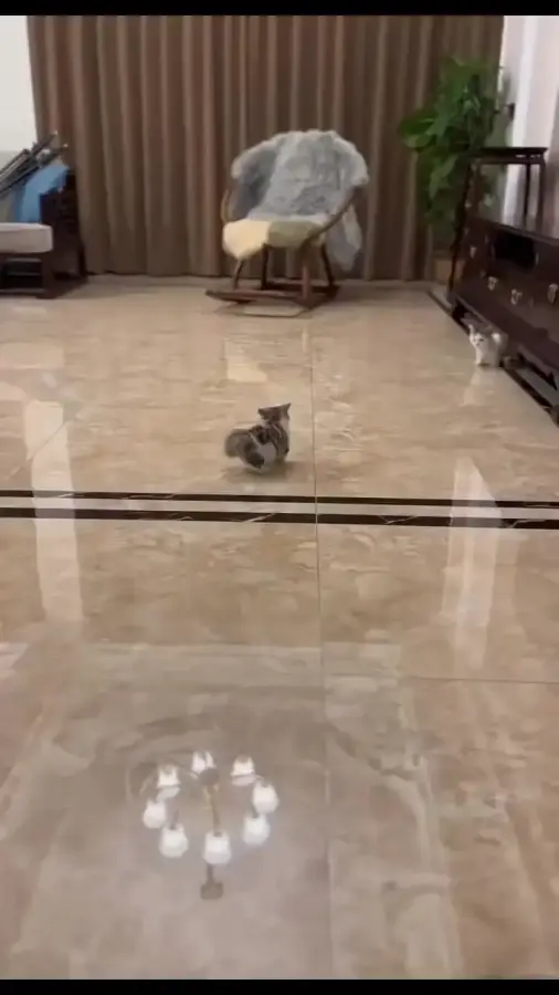 Котовое. Тренируем тыгыдык