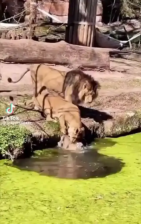 Крутые мамочки