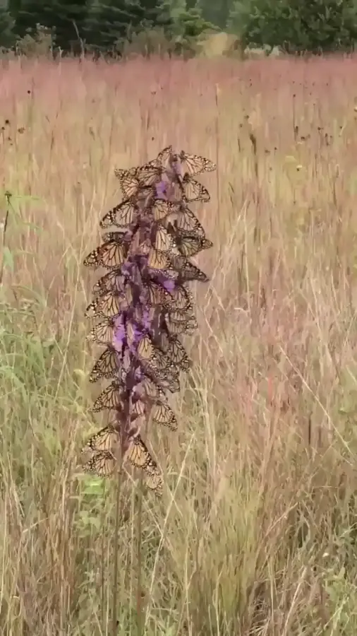 Лиатрис язычково-столбиковый (Liatris ligulistylis)