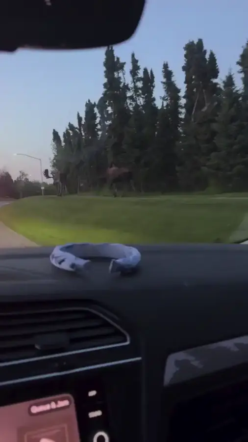 Лоси на Аляске