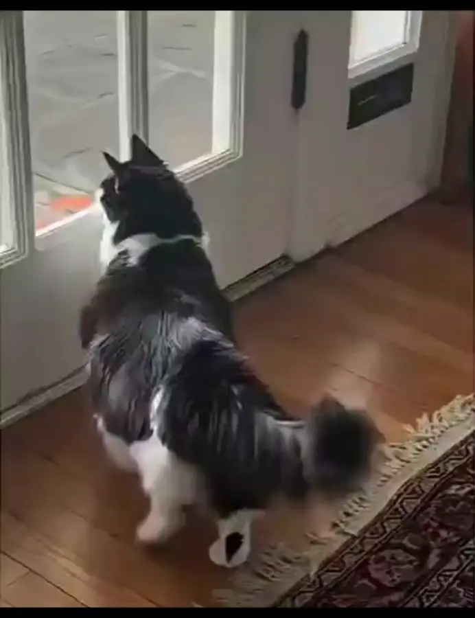 Охота на почтальона