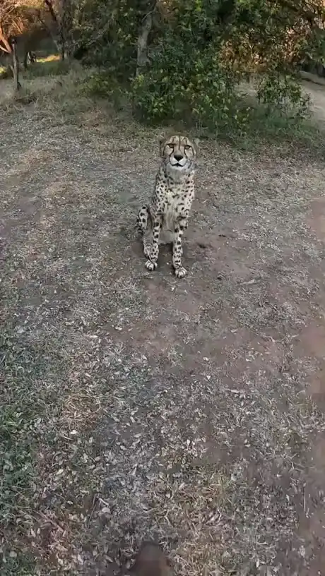Почесушки