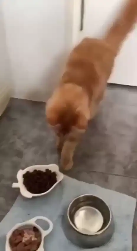 Шерстяные эдорасты...