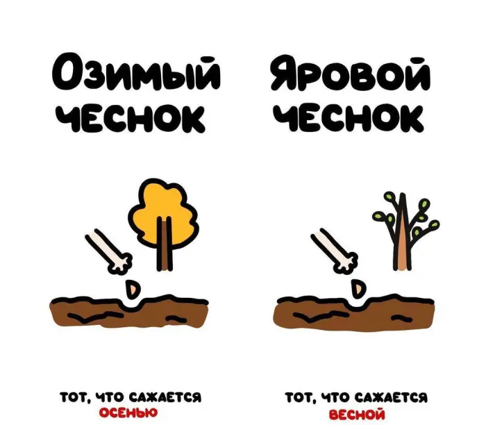 Слова, которые часто путают: в чём разница #91