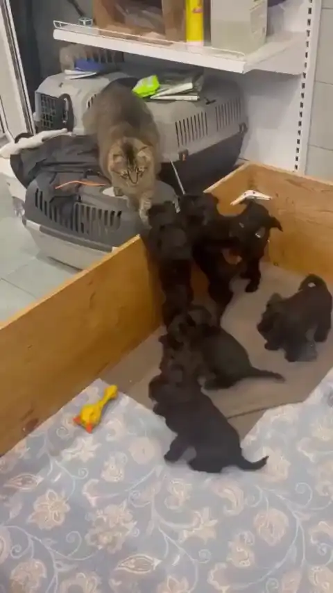 Завалили котана