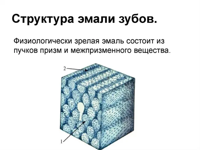 Почему зубная эмаль такая твёрдая